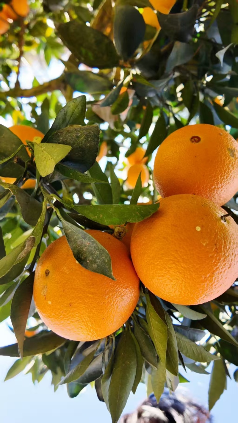 湖北宜昌九月红脐橙自己种植现摘现发价格优惠一手货源