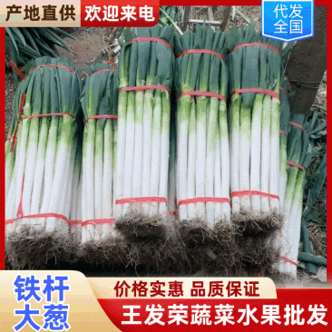 优选山东大葱铁杆大葱长白净葱毛葱都有大量供应全国接单