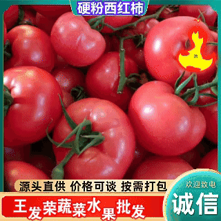 优选硬粉西红柿山东发货交通便利耐运输颜色正量大从优