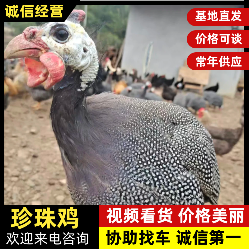 珍珠鸡/湖北珍珠鸡基地直供，规格齐全，价格可谈，欢迎电联