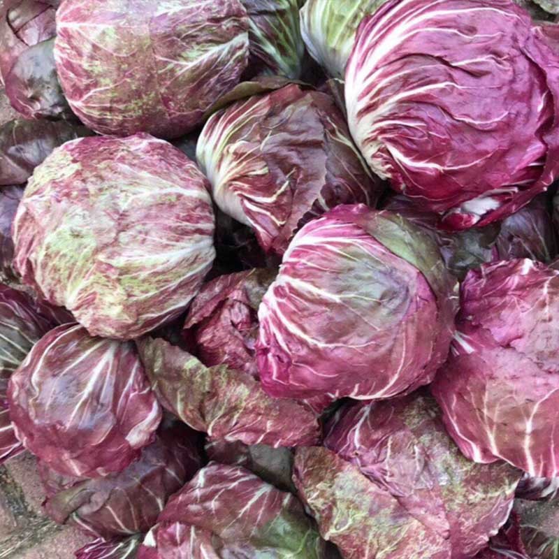红结球菊苣种子春季特菜种子夏季紫色生菜营养菜高端菊夏季