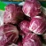红结球菊苣种子春季特菜种子夏季紫色生菜营养菜高端菊夏季