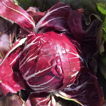 红结球菊苣种子春季特菜种子夏季紫色生菜营养菜高端菊夏季