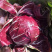 红结球菊苣种子春季特菜种子夏季紫色生菜营养菜高端菊夏季