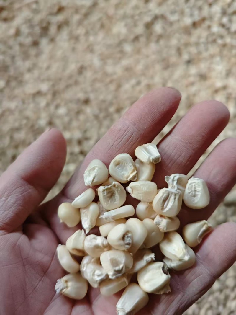 河北谷类作物/万糯2000/玉米/磨茬子/量大价优/欢迎咨询