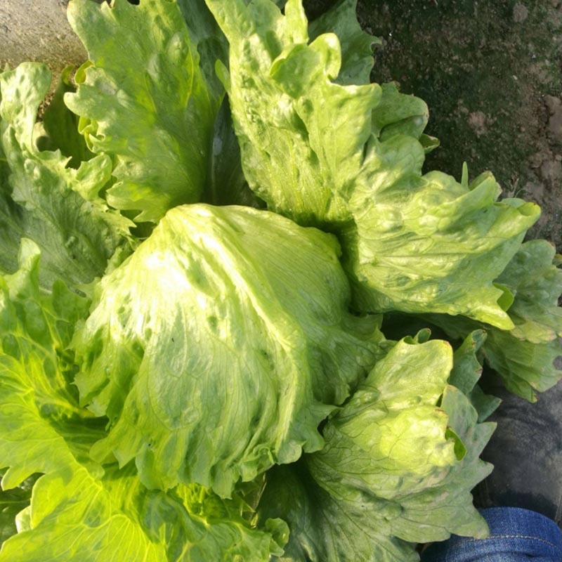 绿翡翠结球生菜种子结球紧实圆生菜包心生菜籽