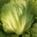 绿翡翠结球生菜种子结球紧实圆生菜包心生菜籽