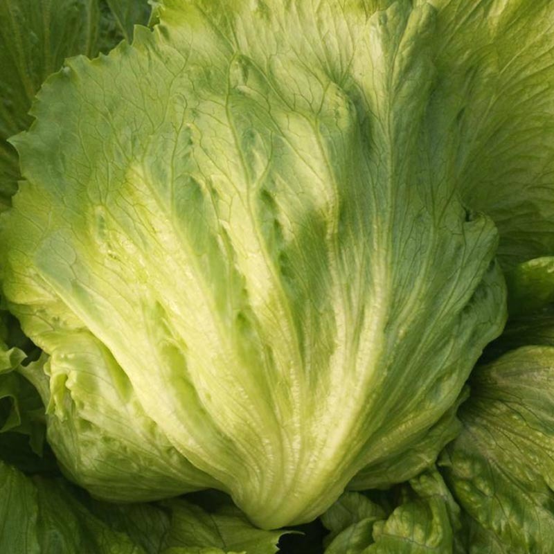绿翡翠结球生菜种子结球紧实圆生菜包心生菜籽
