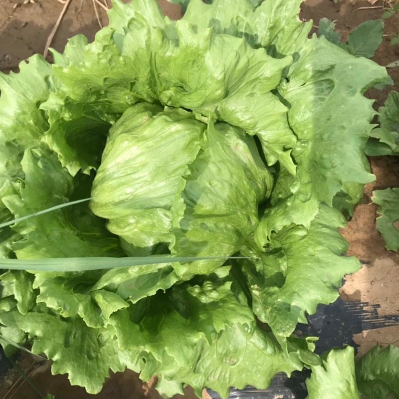 绿翡翠结球生菜种子结球紧实圆生菜包心生菜籽