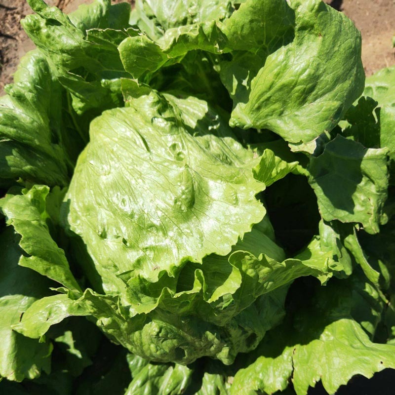 绿翡翠结球生菜种子结球紧实圆生菜包心生菜籽