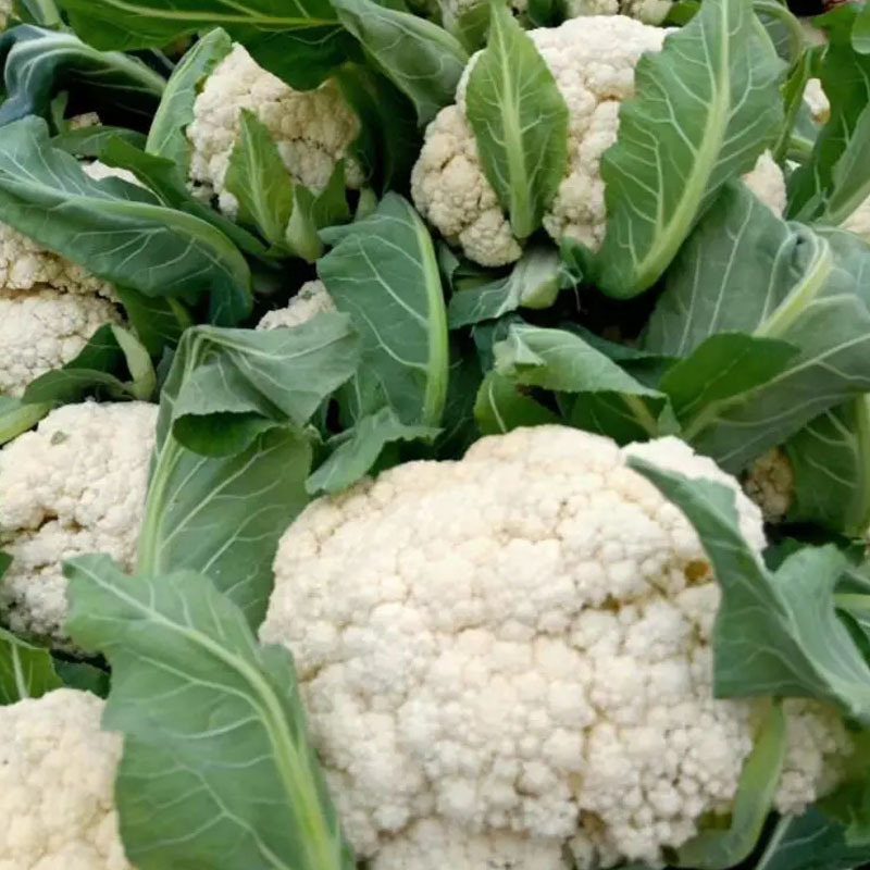 青梗松花菜种子夏松75天花球松产量高
