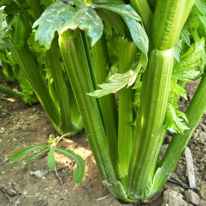 首尔西芹种子高产耐热黄嫩实心四季西芹菜种子