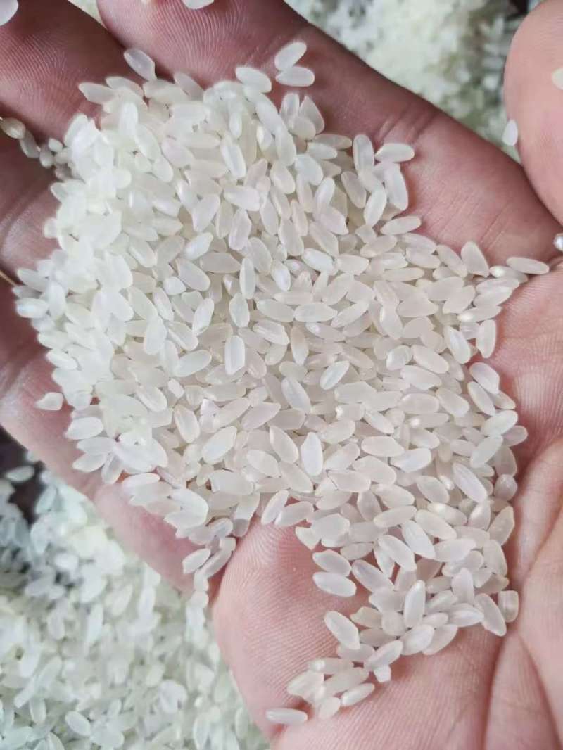 长粒香垦川102香米产自建三江产区口感芳香有饭味信价比好