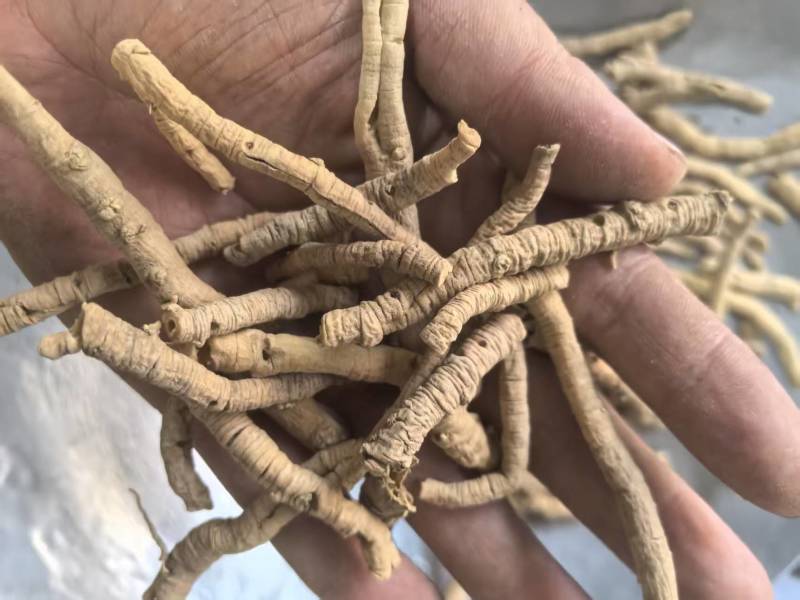 远志远志筒抽芯百分之80一手货源中药材皮肤零售