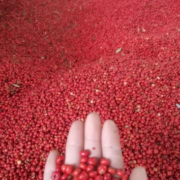 【火棘果】陕西基地直供质量保证一手货源全国发货欢迎订购
