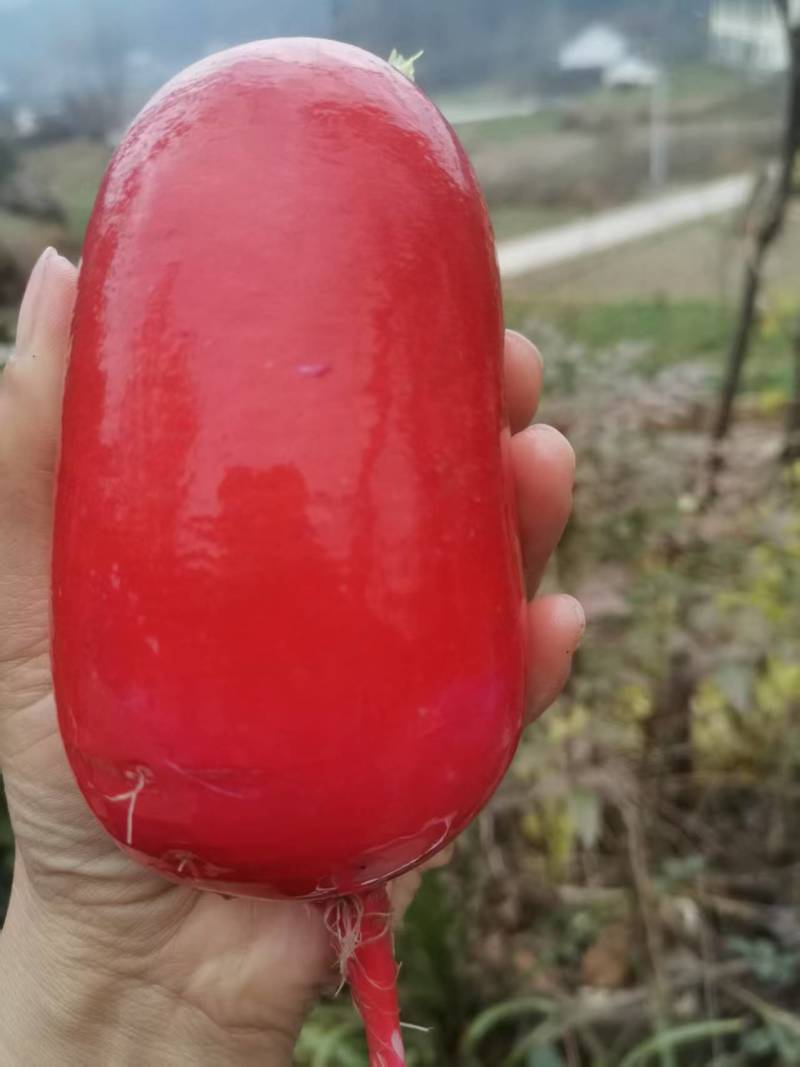 【红皮白萝卜】陕西产地直供质量保证一手货源对接商超市场