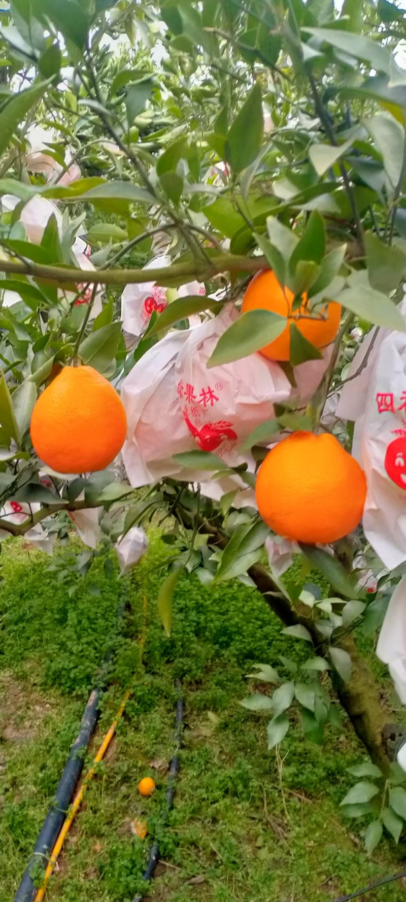 精品耙耙柑大量供货产地现摘现发对接市场商超电商