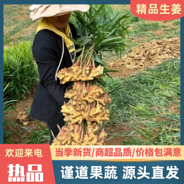 泥姜水洗姜老姜风干姜规格齐全货源充足全国发货