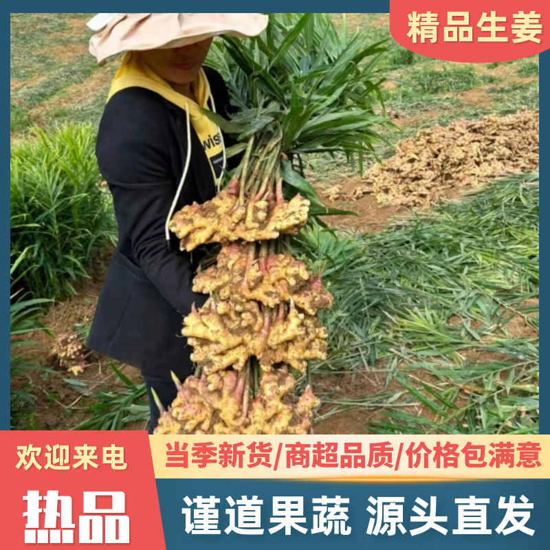 泥姜水洗姜老姜风干姜规格齐全货源充足全国发货