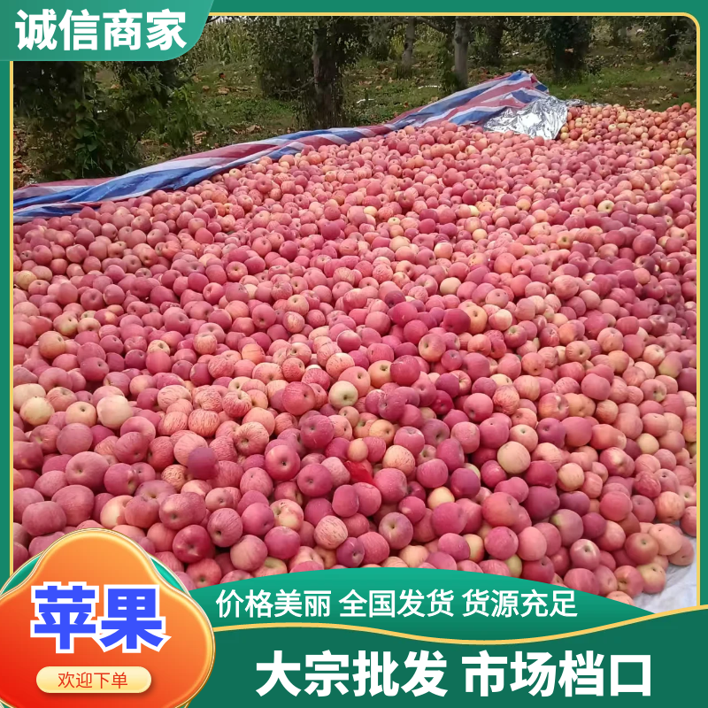 苹果山西精品苹果产地一手货源保质保量对接全国