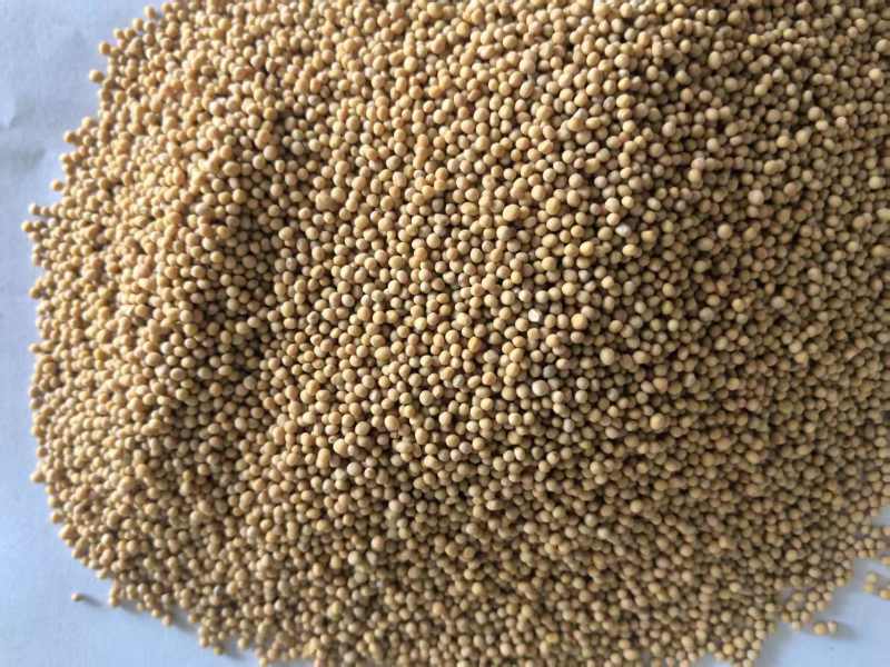 白芥子生白芥子实拍图有色差颜色好大货供应