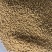 白芥子生白芥子实拍图有色差颜色好大货供应