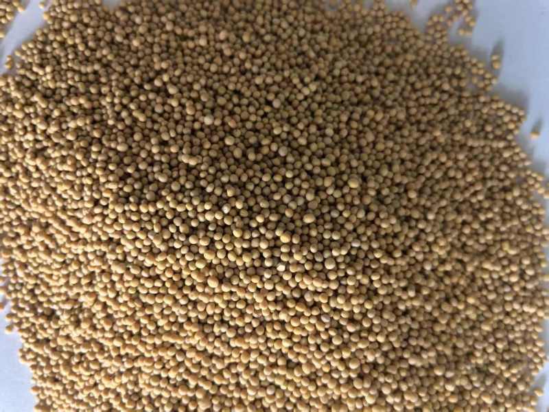 白芥子生白芥子实拍图有色差颜色好大货供应