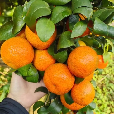 湖南永州本地精品柑桔/砂糖橘/量大价优/欢迎咨询