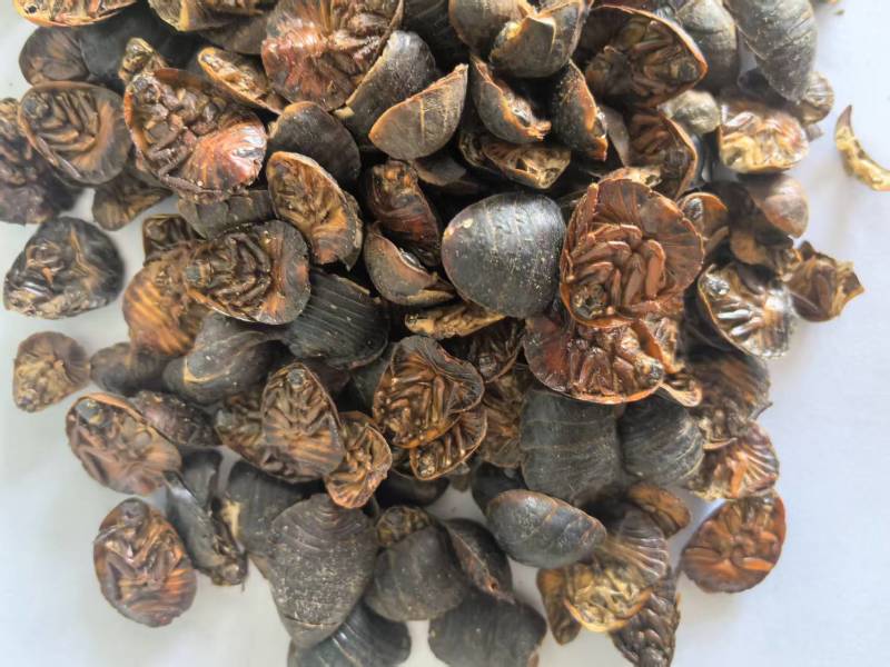 土元土鳖虫过筛发货无杂质大货供应欢迎联系