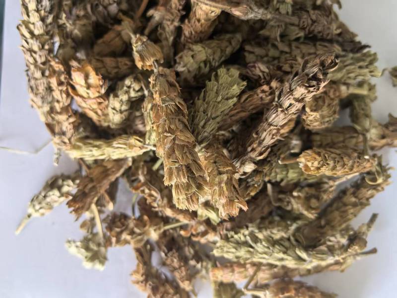夏枯球别名夏枯草夏归球可搭配多品种采购大货