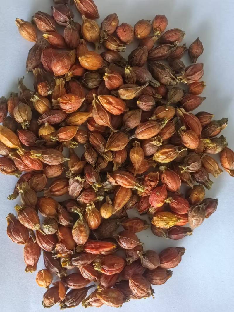 栀子颜色好货干供应多样品种批发零售