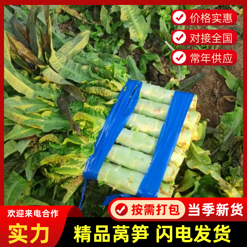 红叶香莴苣安徽莴苣宿州莴笋产地直发保质保量对接全国