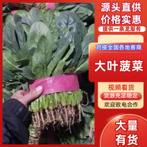 精品大叶菠菜，常年供应各大超市、市场、电商、加工厂……