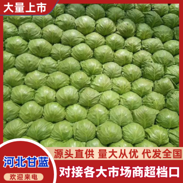 河北精品甘蓝大量供应中，品质保证，量大从优，欢迎订购