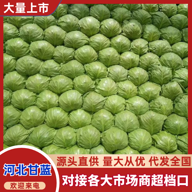 河北精品甘蓝大量供应中，品质保证，量大从优，欢迎订购
