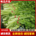安徽芹菜，精品芹菜大量新鲜现货速发，保质保量欢迎选购