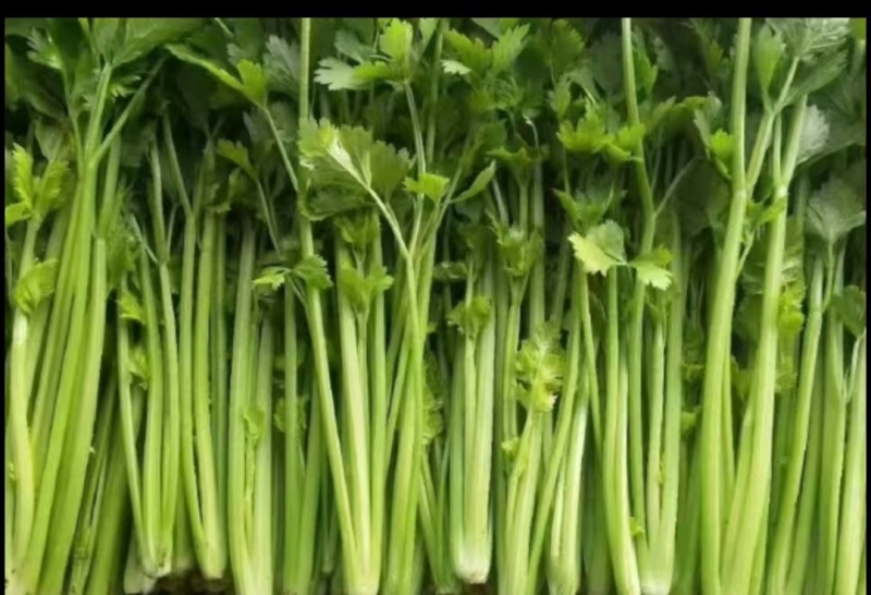 安徽芹菜，精品芹菜大量新鲜现货速发，保质保量欢迎选购