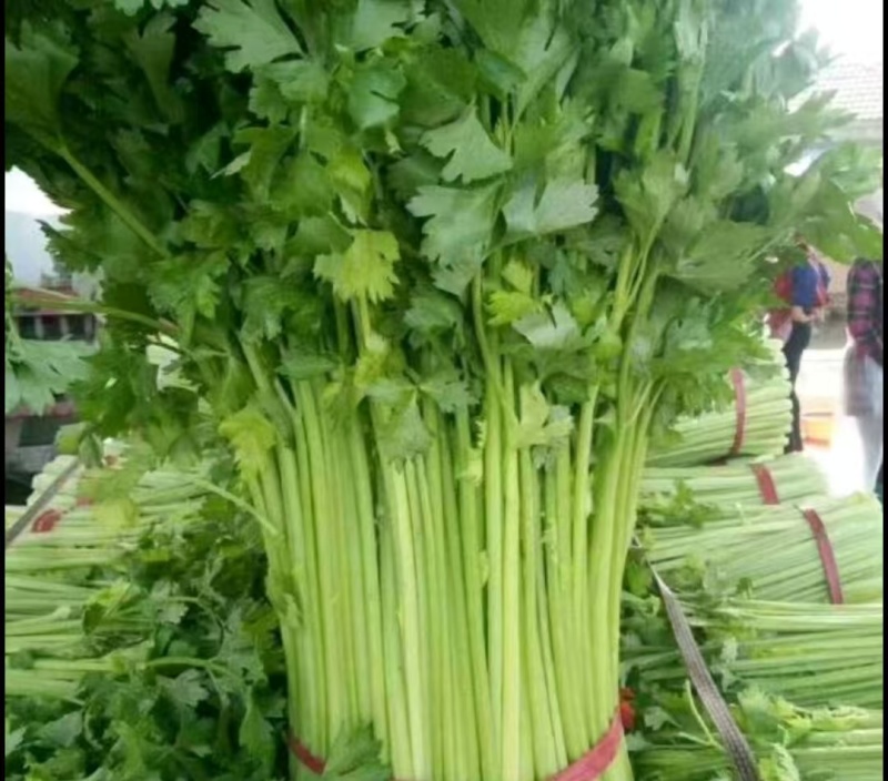 安徽芹菜，精品芹菜大量新鲜现货速发，保质保量欢迎选购