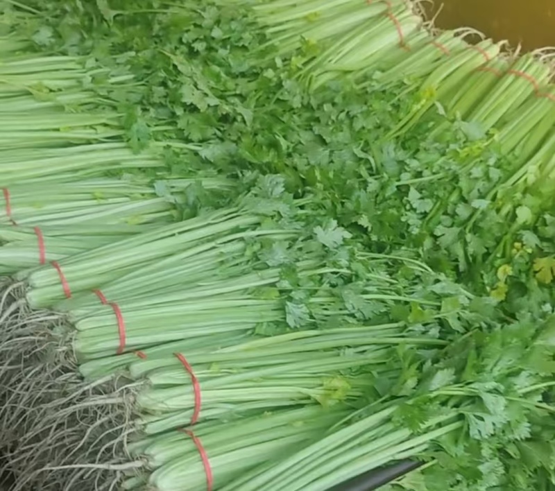 安徽芹菜，精品芹菜大量新鲜现货速发，保质保量欢迎选购