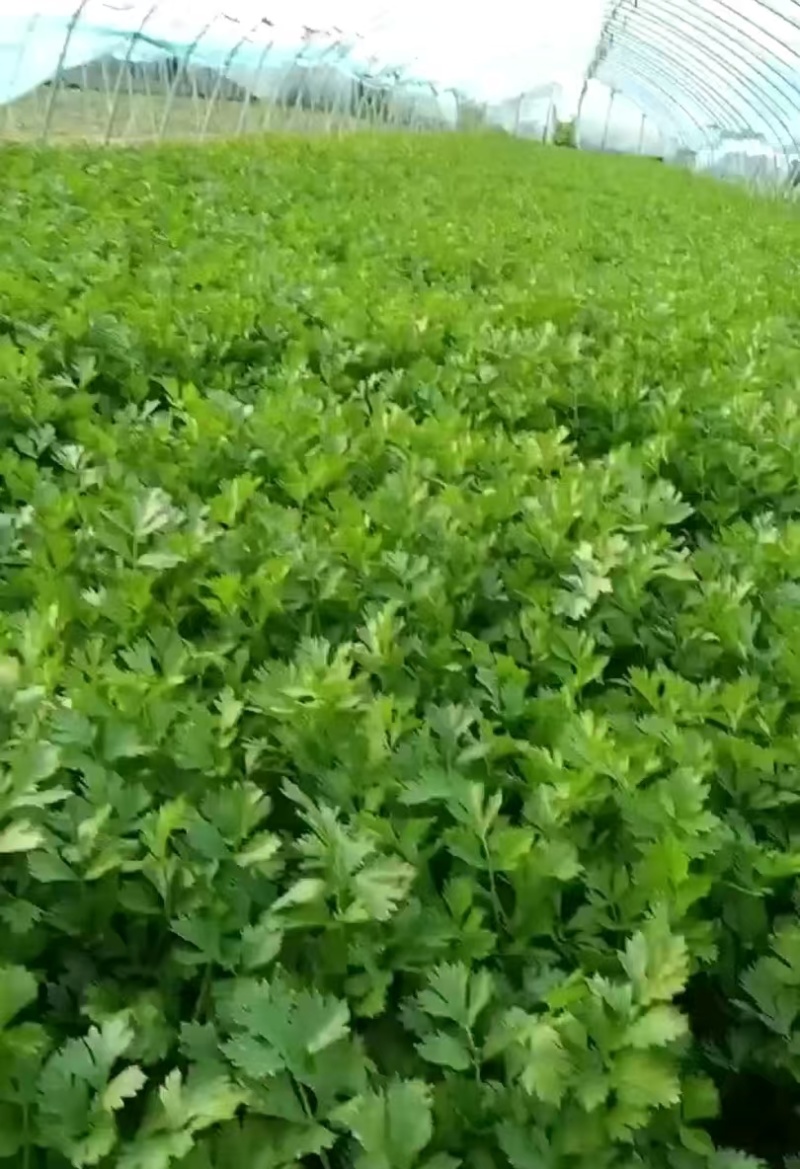 安徽芹菜，精品芹菜大量新鲜现货速发，保质保量欢迎选购