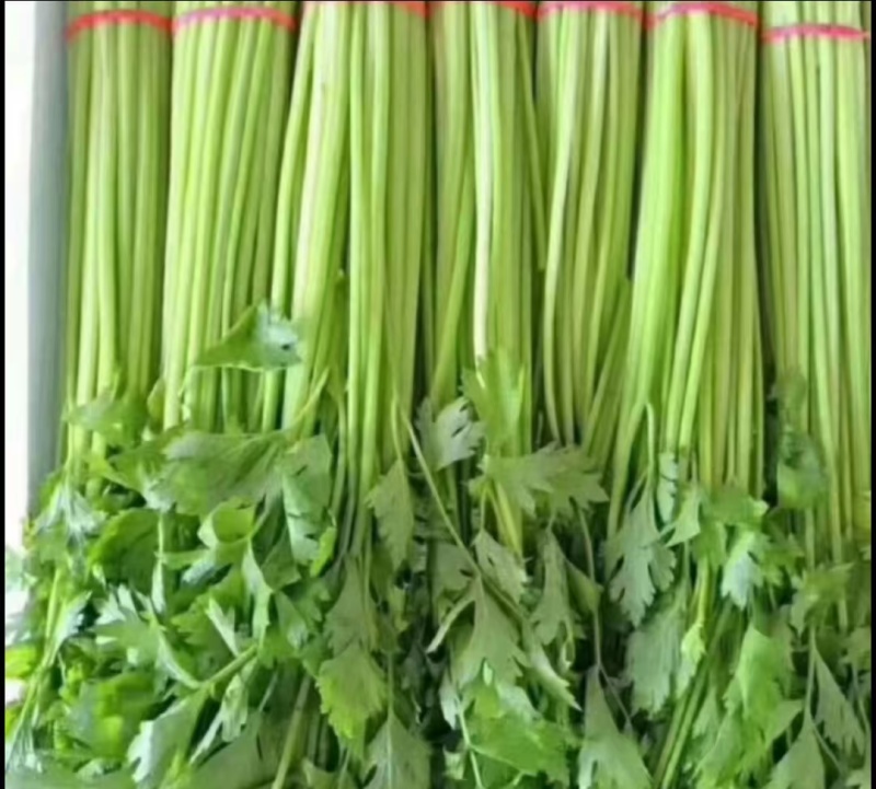 安徽芹菜，精品芹菜大量新鲜现货速发，保质保量欢迎选购