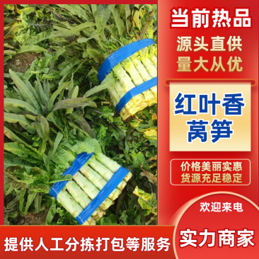 青皮莴笋红叶莴笋产地一手货源量大优惠对接全国商超