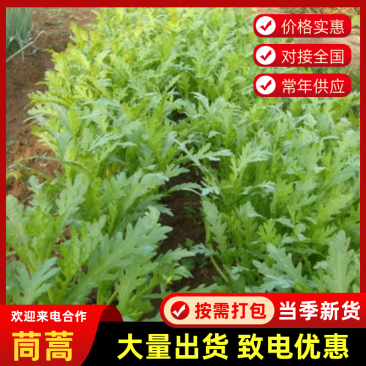 精品茼蒿，20斤装，现货速发保质保量欢迎老板选购