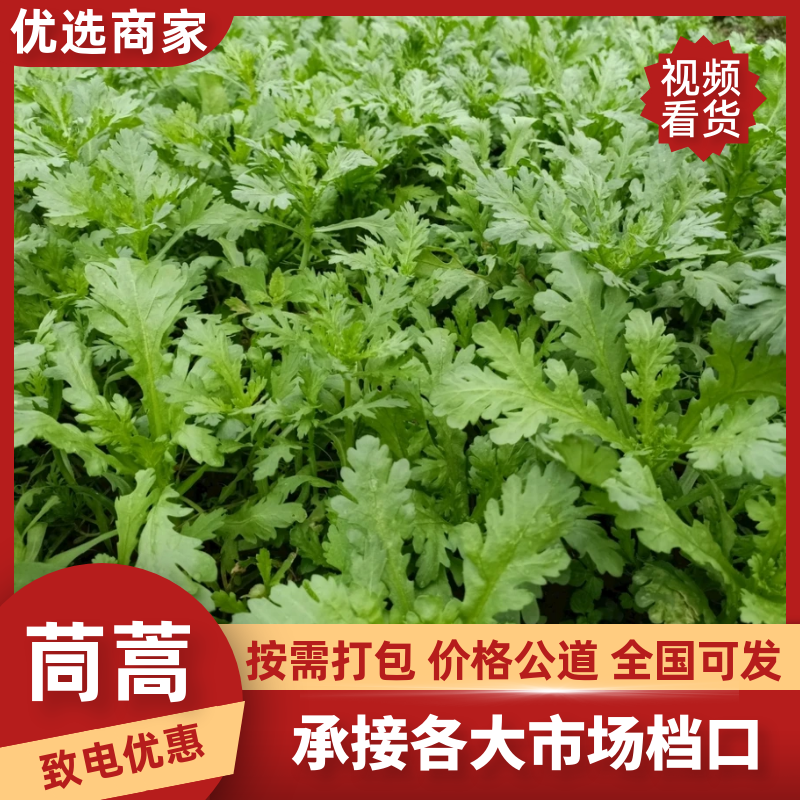 精品茼蒿，20斤装，现货速发保质保量欢迎老板选购