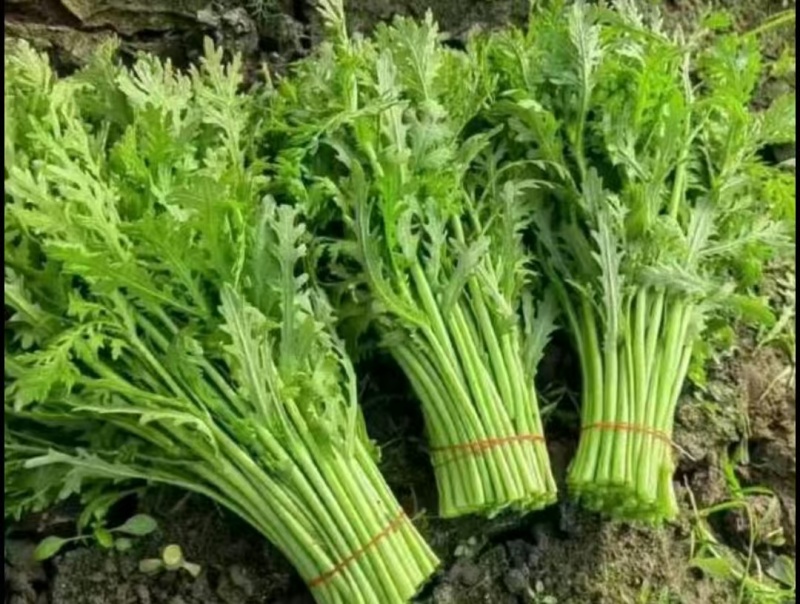 精品茼蒿，20斤装，现货速发保质保量欢迎老板选购