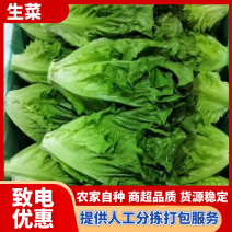 安徽精选生菜，精品现货，支持视频或到地选货欢迎选购