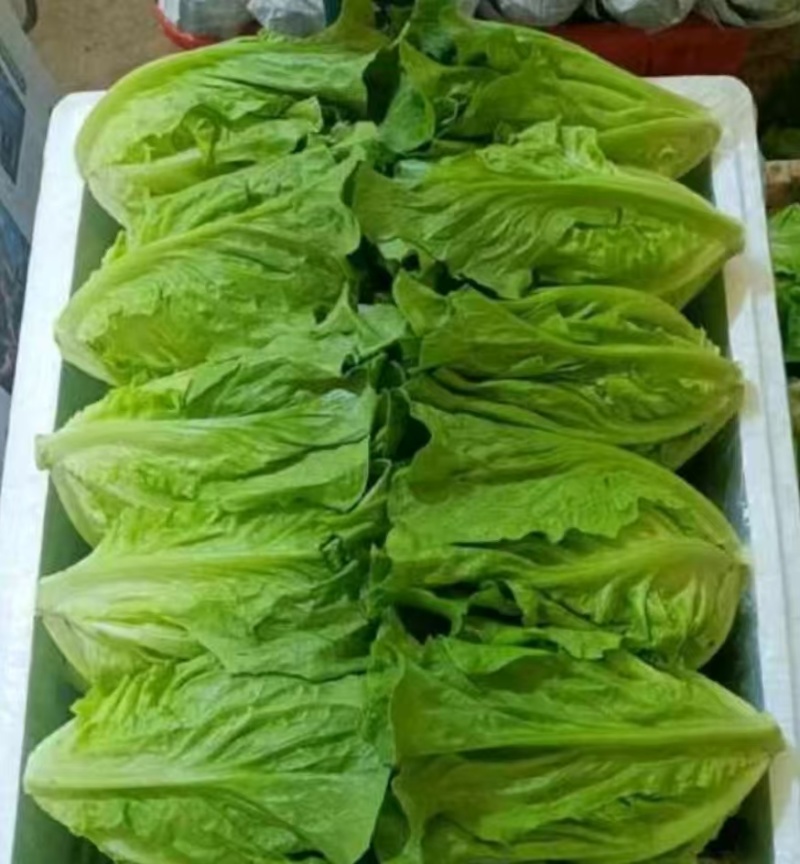 安徽精选生菜，精品现货，支持视频或到地选货欢迎选购
