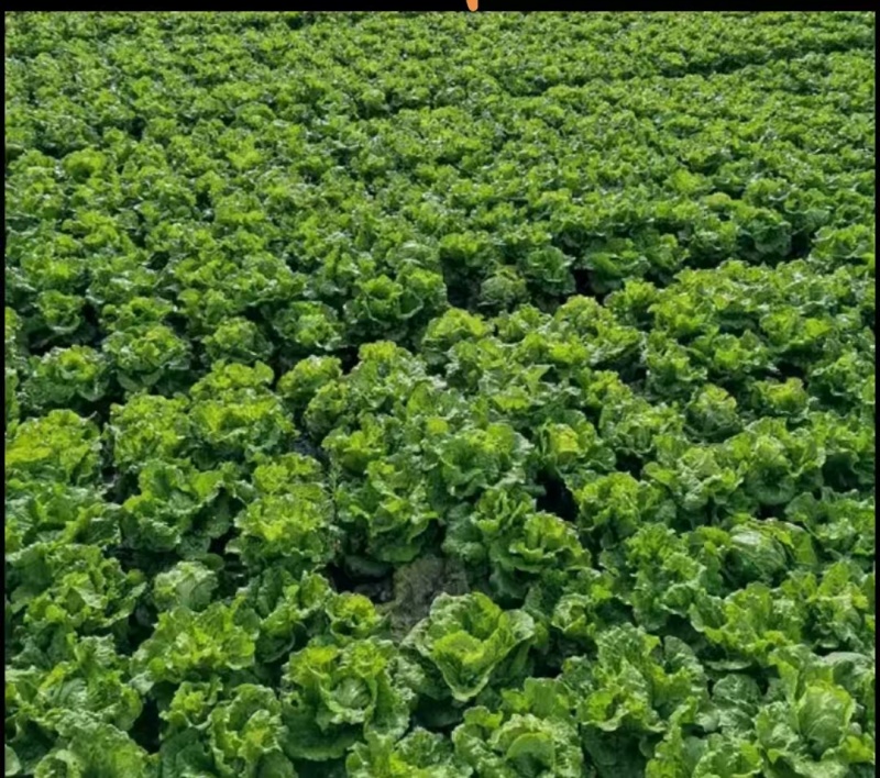 安徽精选生菜，精品现货，支持视频或到地选货欢迎选购