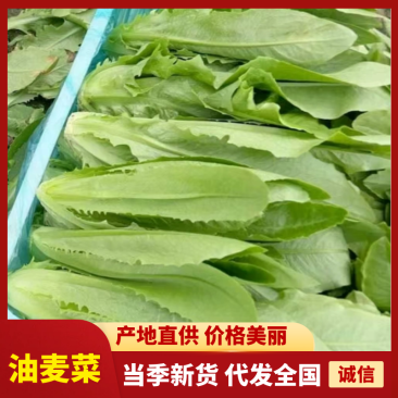 安徽精选油麦菜，物美价廉，量大从优，欢迎老板选购