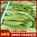安徽精选油麦菜，物美价廉，量大从优，欢迎老板选购